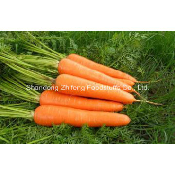 Export Best Quality Chinese Carrot